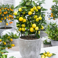 Limequat tree Citrus x floridana  on stem