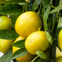 Limequat tree Citrus x floridana  on stem