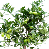 Limequat tree Citrus x floridana  on stem