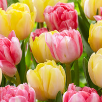 20x Tulips Tulipa 'Foxtrot' pink