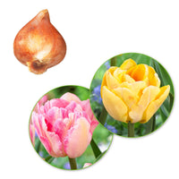 20x Tulips Tulipa 'Foxtrot' pink