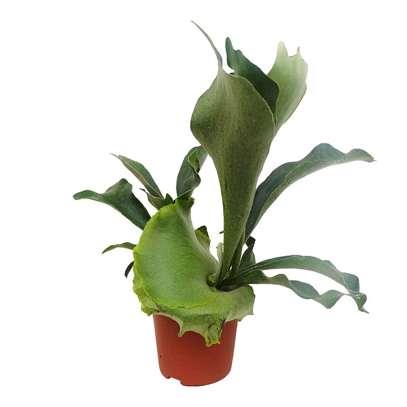Boston Fern Platycerium bifurcatum  - Hanging plant