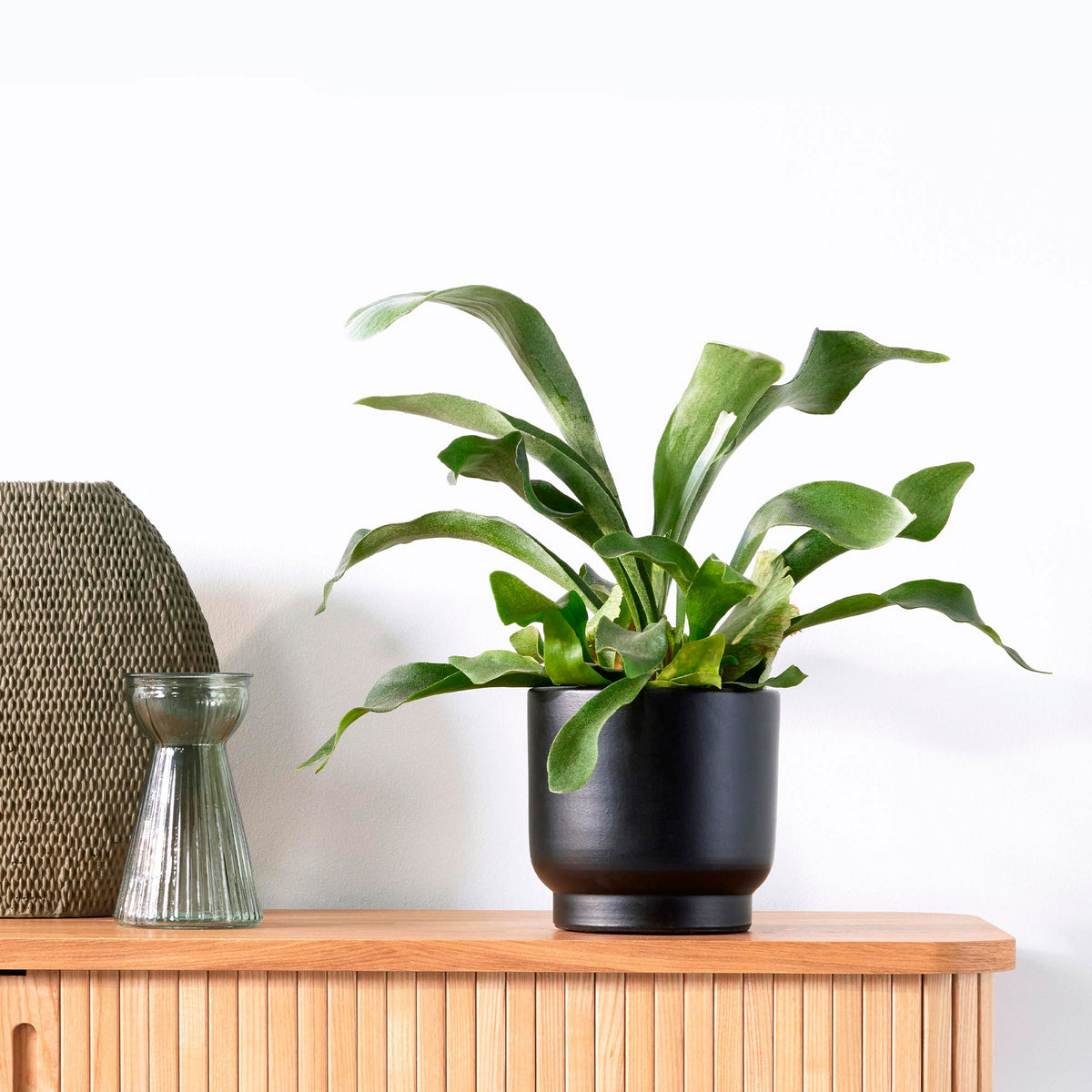 Boston Fern Platycerium bifurcatum  - Hanging plant