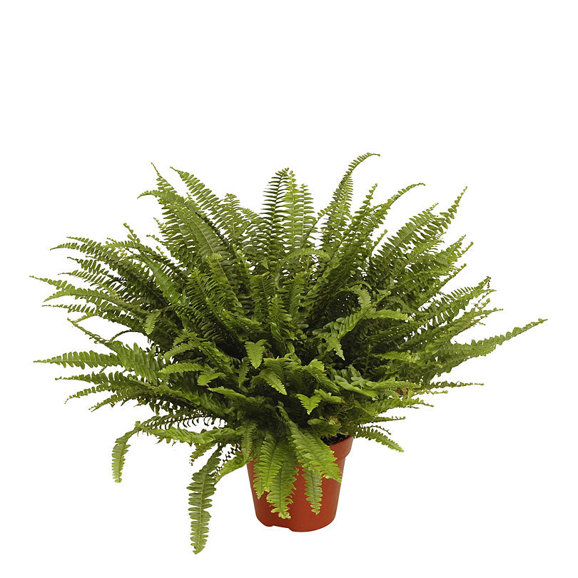 Sword fern Nephrolepis 'Green Lady'