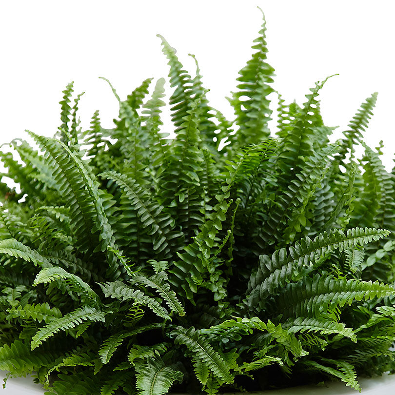 Sword fern Nephrolepis 'Green Lady'