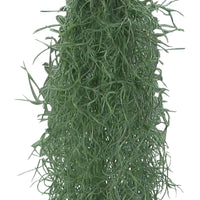 Bromelia Tillandsia usneoides  - Hanging plant
