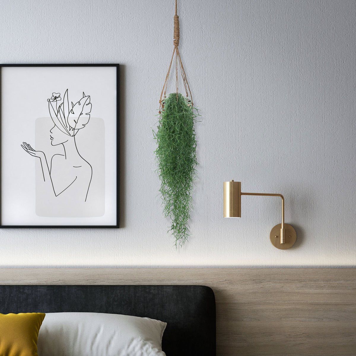 Bromelia Tillandsia usneoides  - Hanging plant