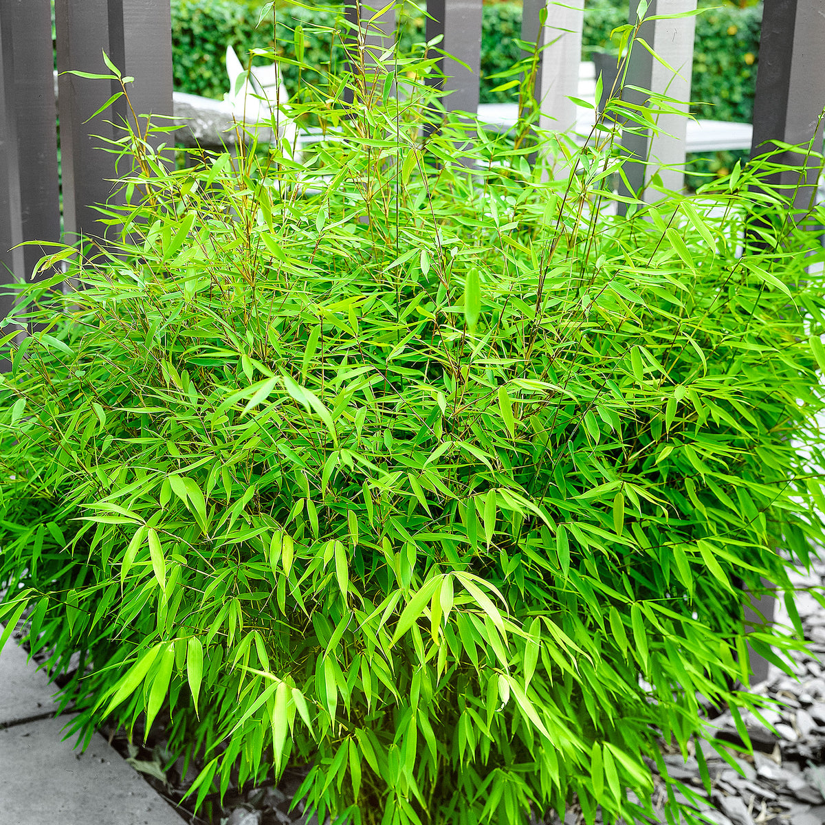Bamboo Fargesia rufa - Hardy plant