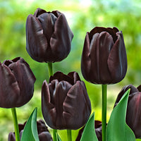 18x Tulips Tulipa 'Paul Scherer' purple