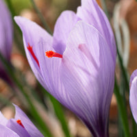 18x Crocus Crocus sativus purple