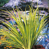 Sweet flag  Acorus 'Ogon' green-yellow - Marsh plant, waterside plant