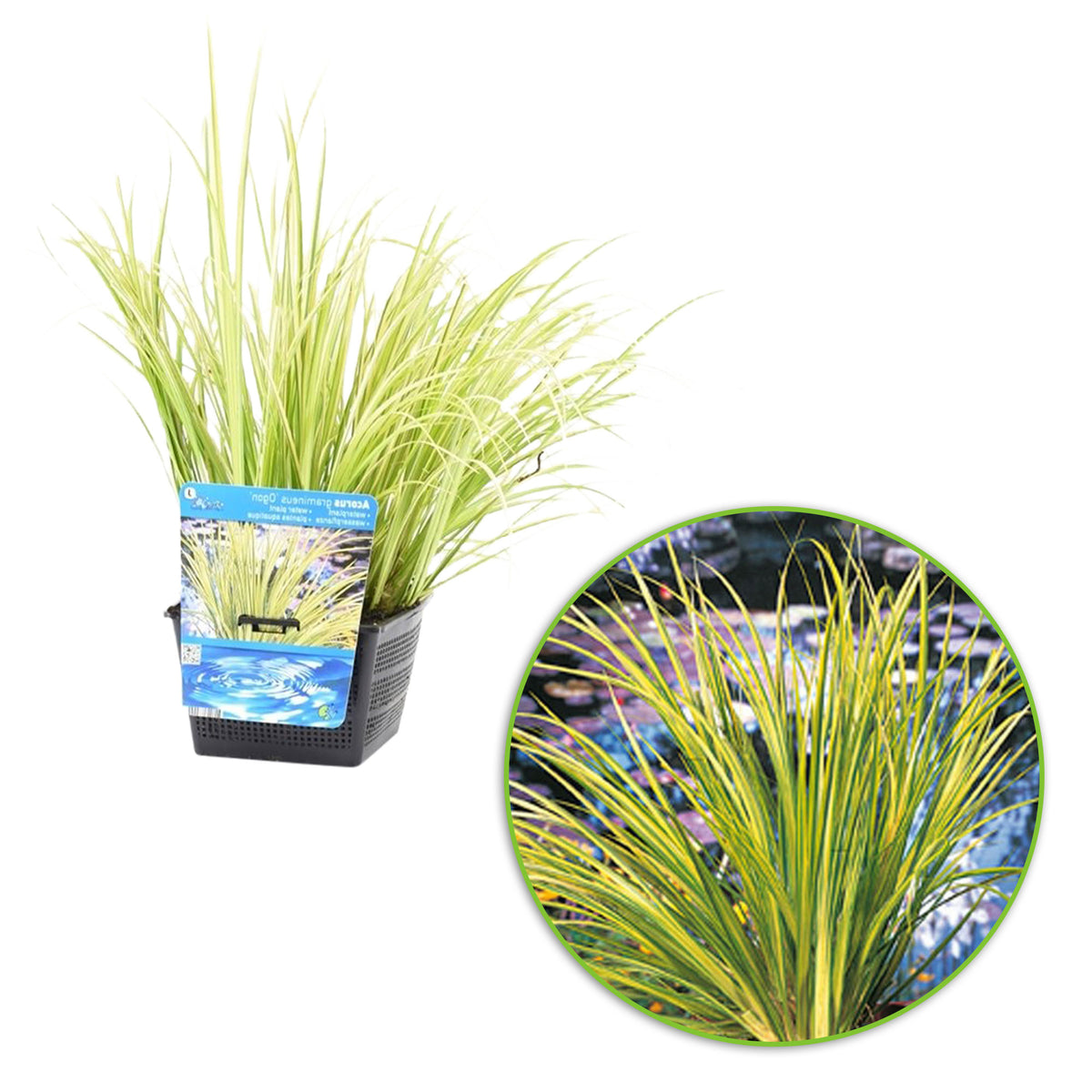 Sweet flag  Acorus 'Ogon' green-yellow - Marsh plant, waterside plant