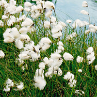 Common cottongrass  Eriophorum angustifolium white - Marsh plant