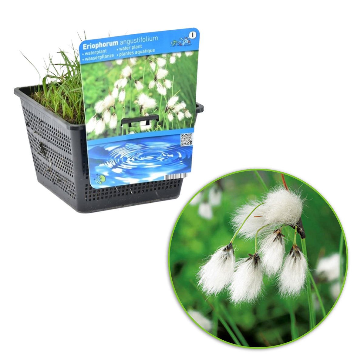 Common cottongrass  Eriophorum angustifolium white - Marsh plant