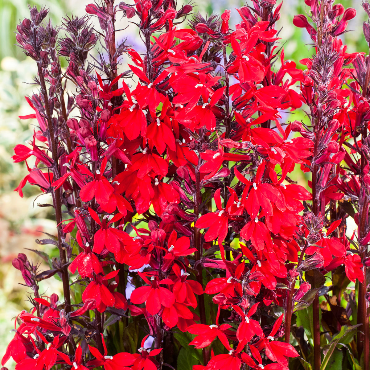 Cardinal flower Lobelia cardinalis red - Marsh plant, waterside plant