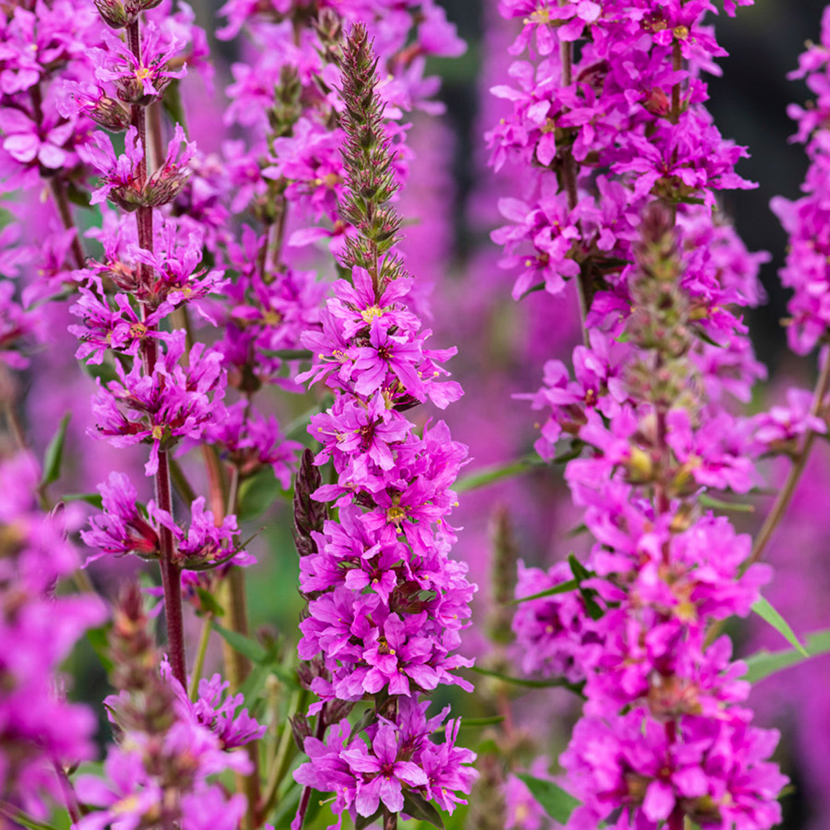 Purple loosestrife Lythrum salicaria purple - Marsh plant, waterside plant