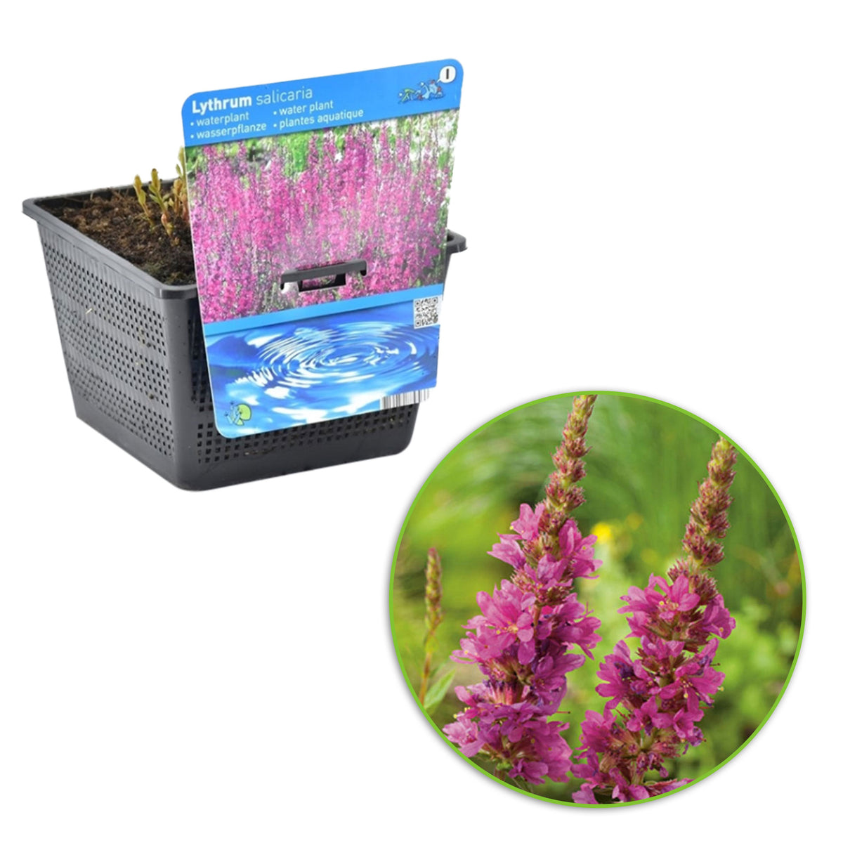 Purple loosestrife Lythrum salicaria purple - Marsh plant, waterside plant