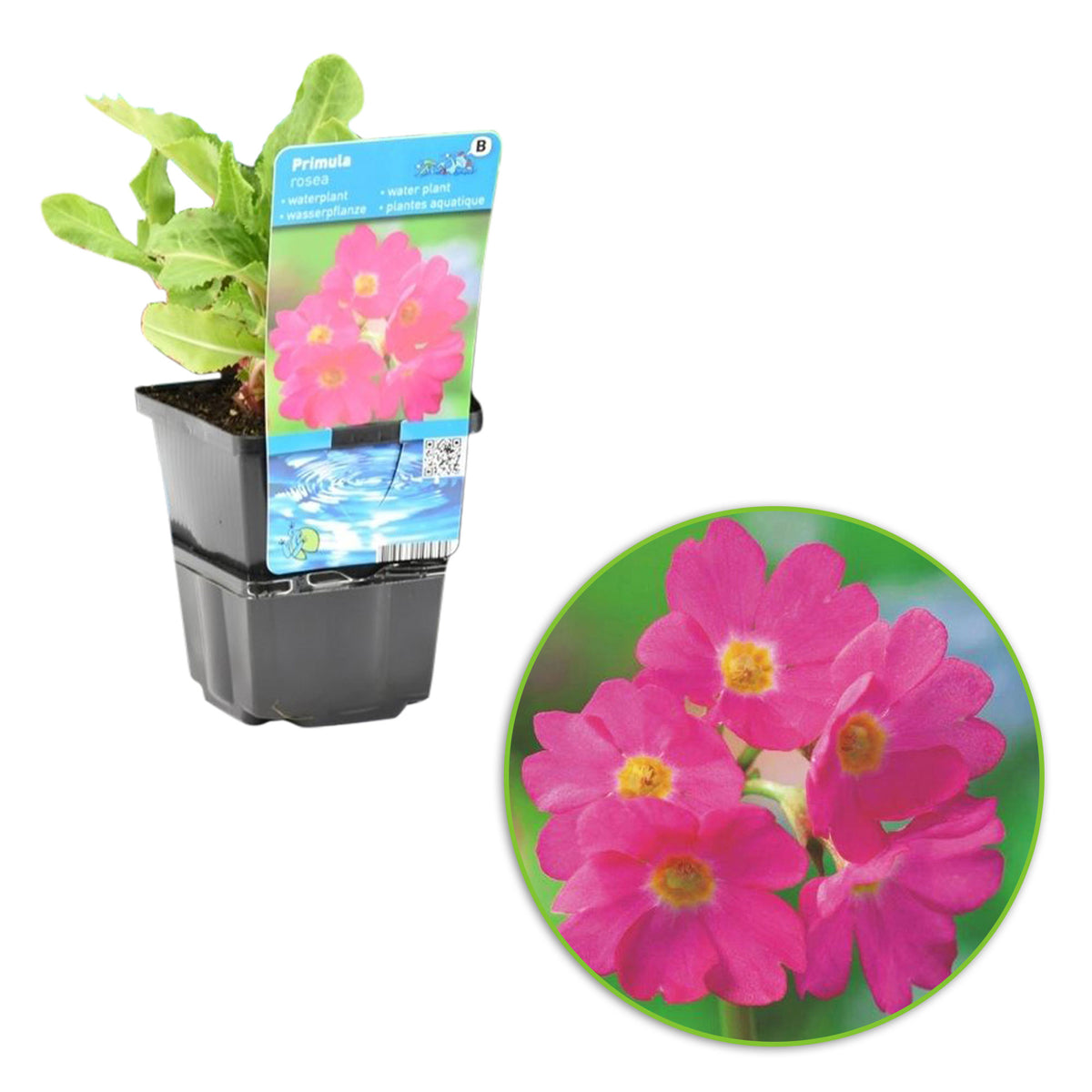 Pink primrose Primula rosea - Marsh plant