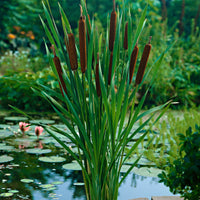 Lesser bulrush Typha angustifolia brown - Marsh plant, Water plant