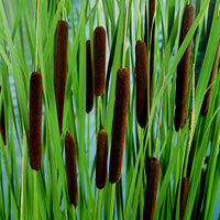 Lesser bulrush Typha angustifolia brown - Marsh plant, Water plant