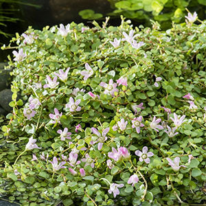 Bog pimpernel Anagallis tenella pink