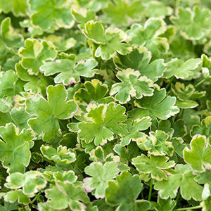 Lawn marshpennywort Hydrocotyle 'Variegata' - Oxygenating plant