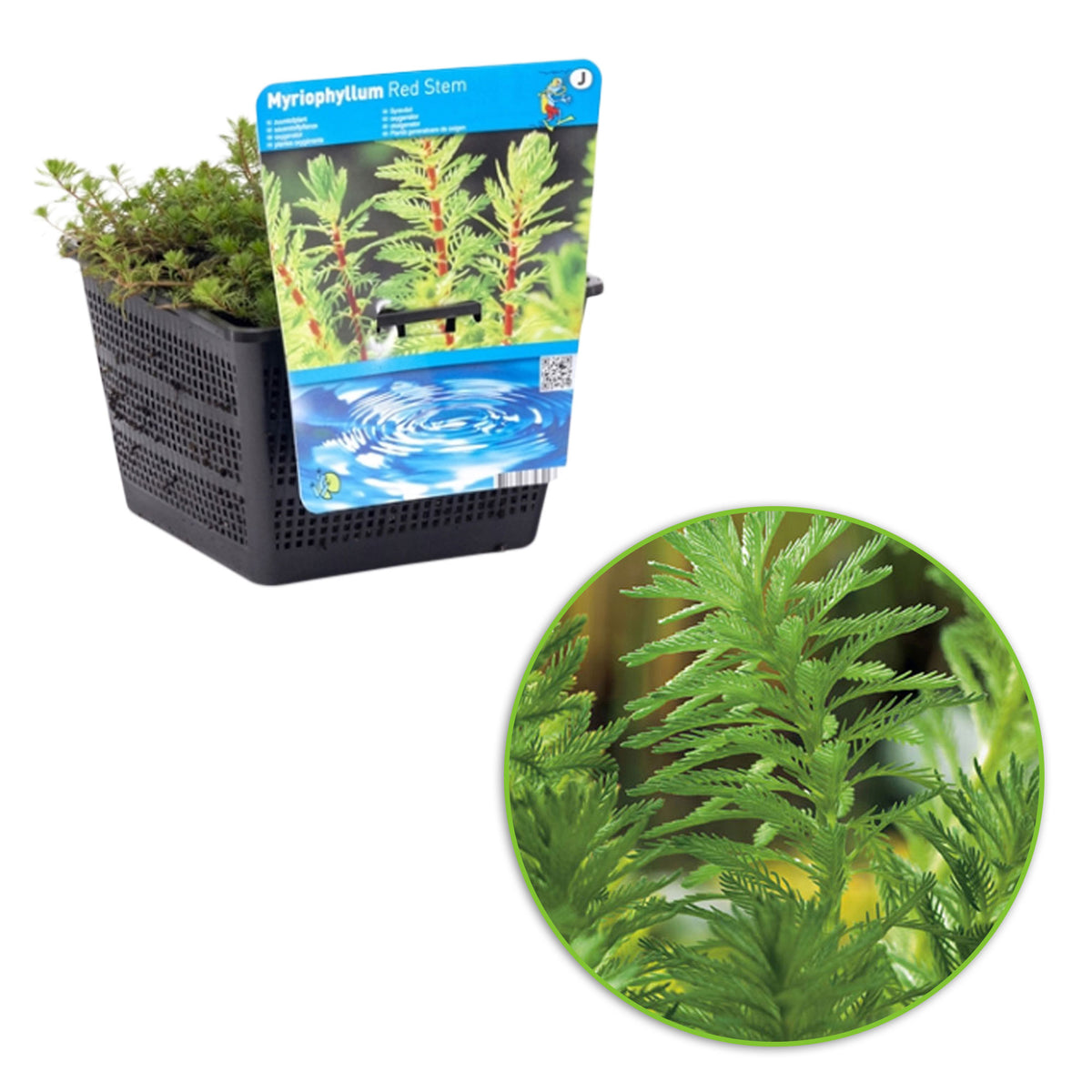 Parrot's feather Myriophyllum 'Red Stem' - Oxygenating plant