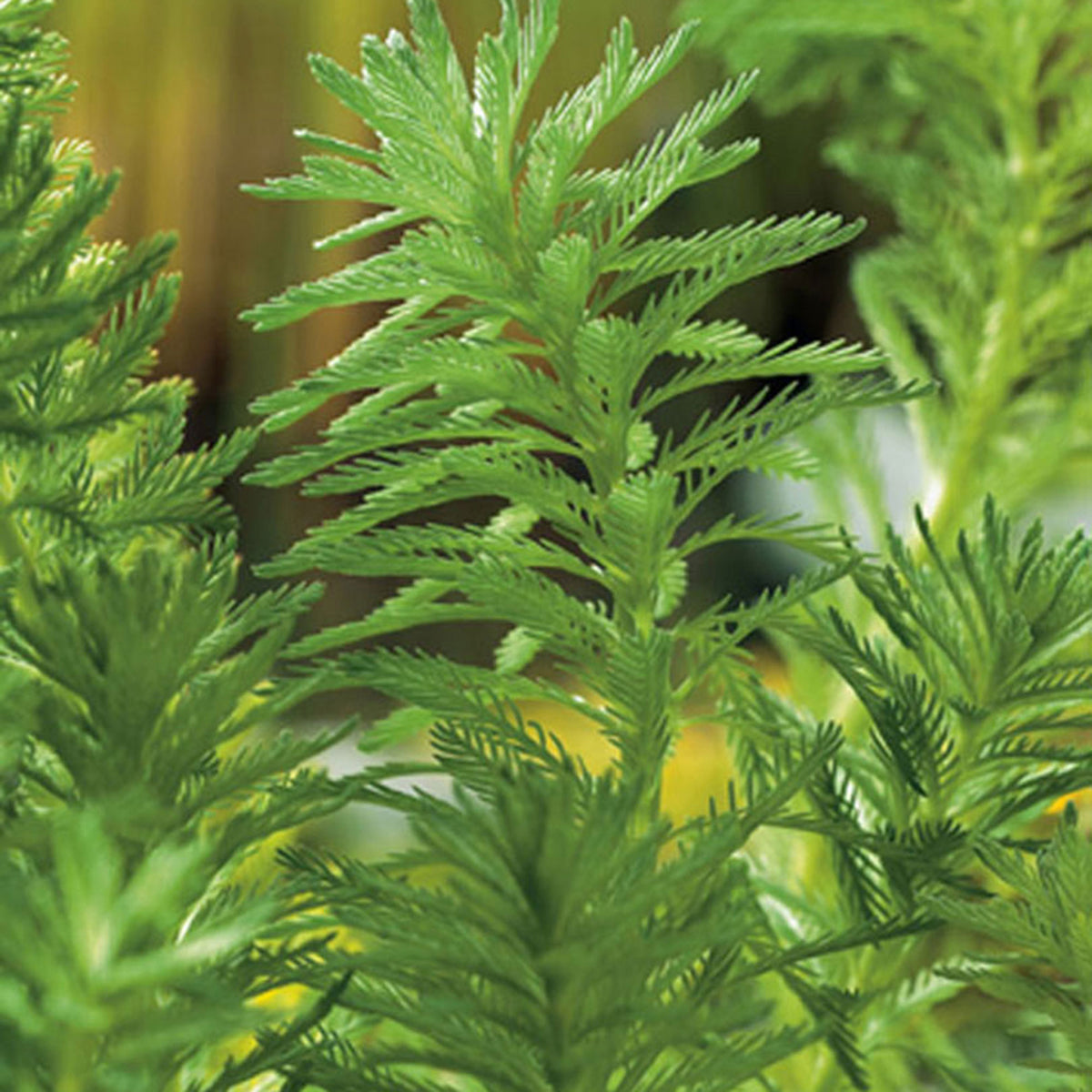 Parrot's feather Myriophyllum 'Red Stem' - Oxygenating plant