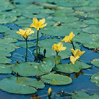 Yellow floating heart Nymphoides peltata yellow Incl. pond basket - Marsh plant, Water plant, Oxygenating plant