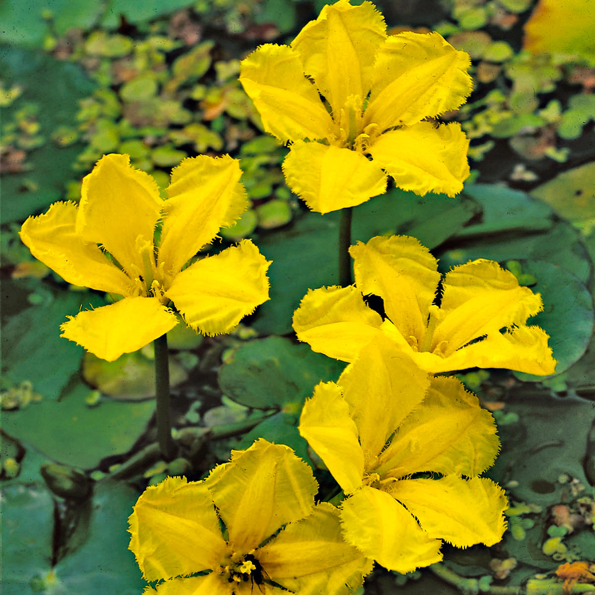 Yellow floating heart Nymphoides peltata yellow Incl. pond basket - Marsh plant, Water plant, Oxygenating plant