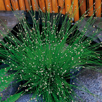 Needle spikerush Isolepis cernua white - Marsh plant, Oxygenating plant