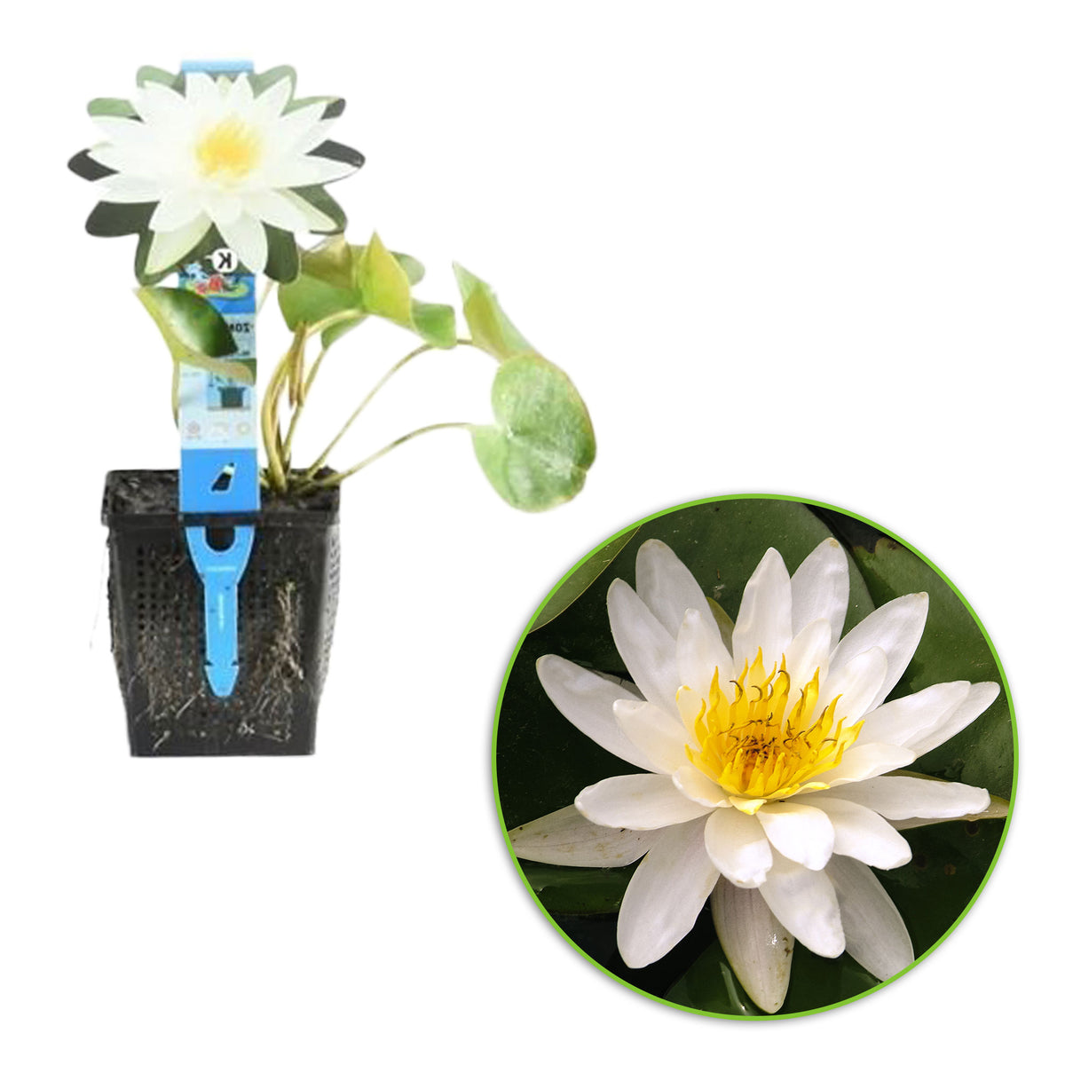 Water lily Nymphaea 'Marliacea Albida' white
