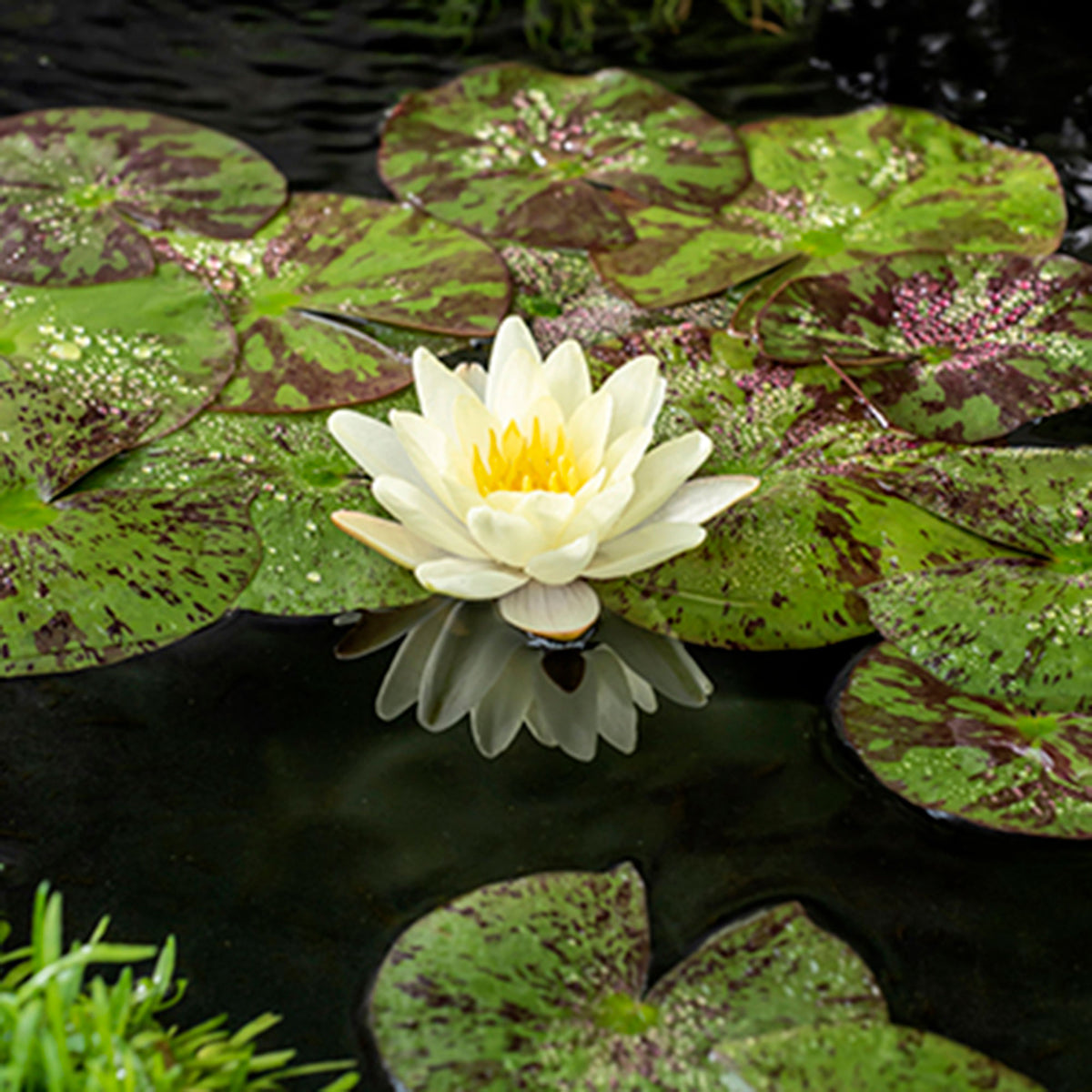 Water lily Nymphaea 'Marliacea Chromatella' yellow