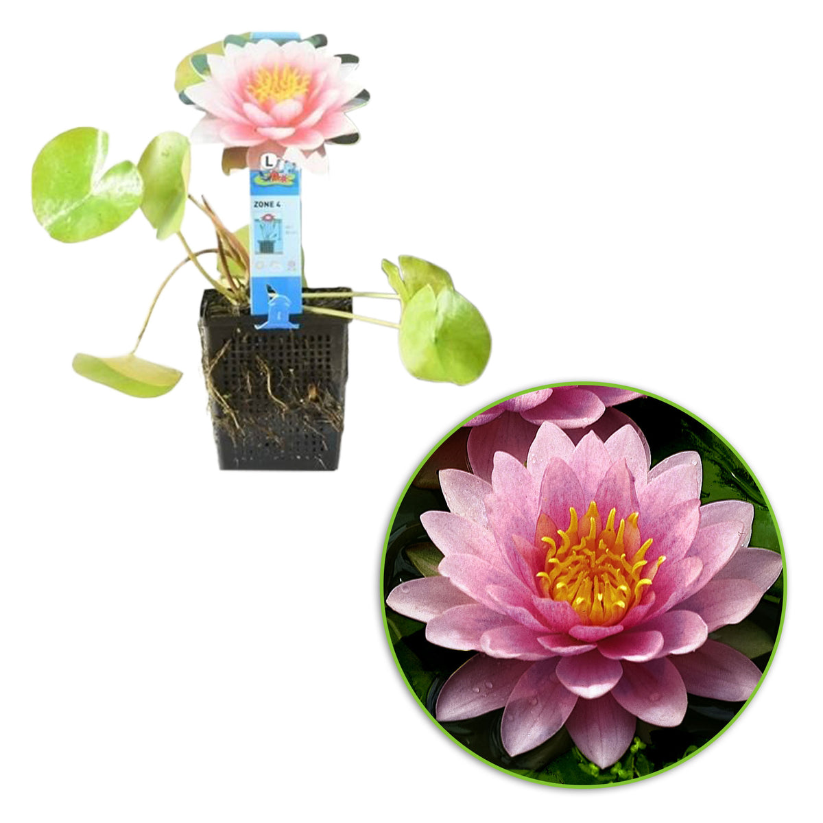 Water lily Nymphaea 'Hollandia' pink