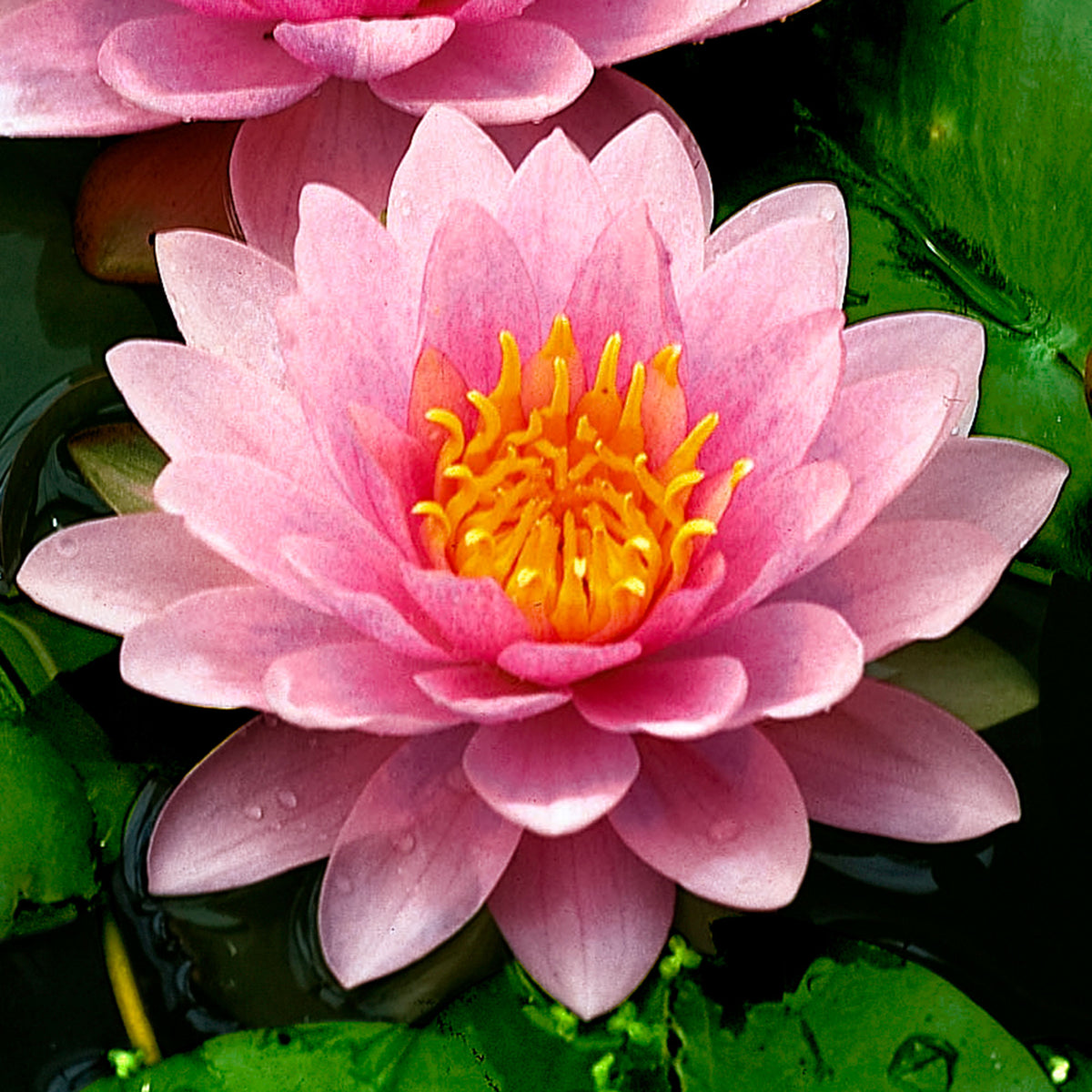 Water lily Nymphaea 'Hollandia' pink