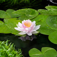 Water lily Nymphaea 'Hollandia' pink