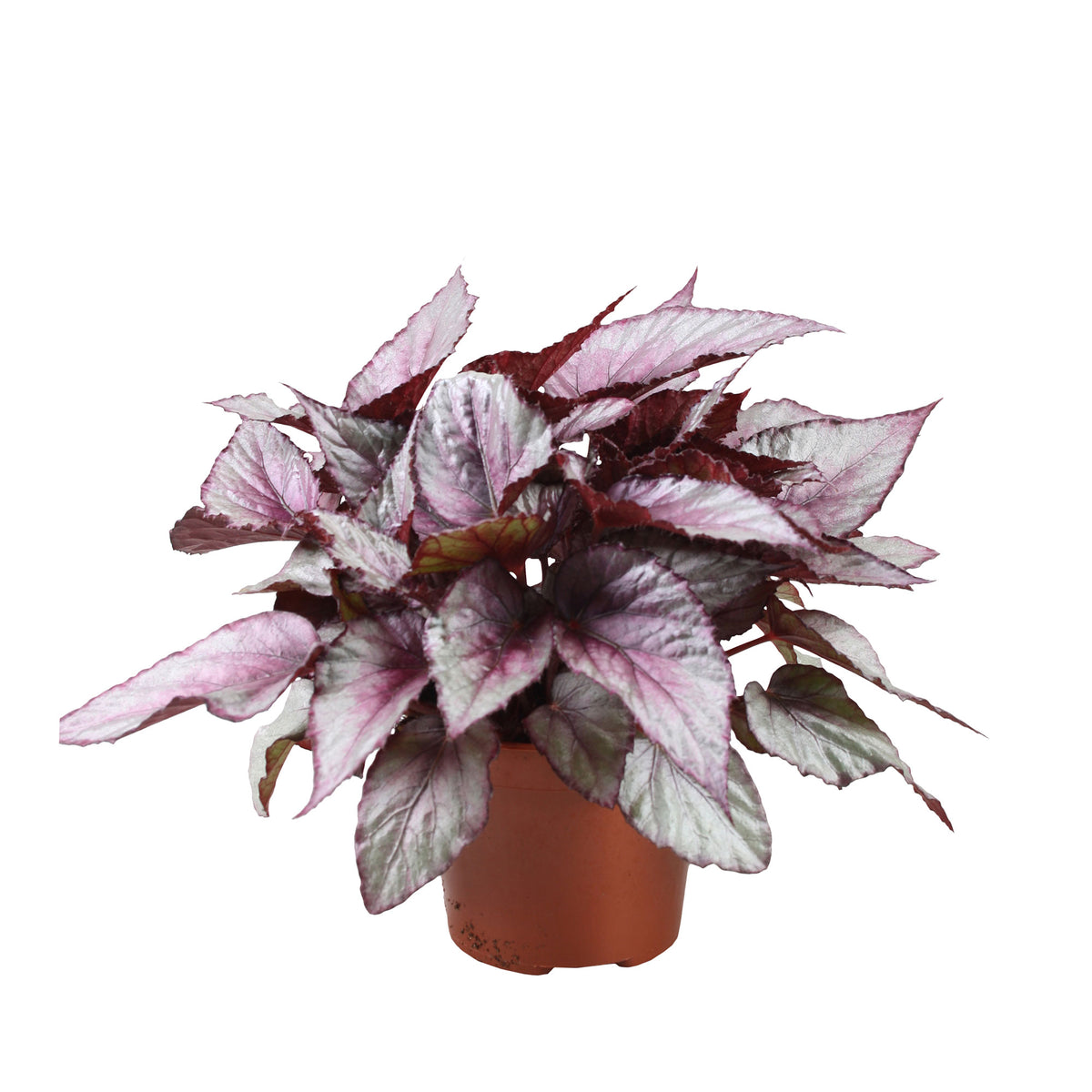 Painted-leaf Begonia 'Maori Haze'