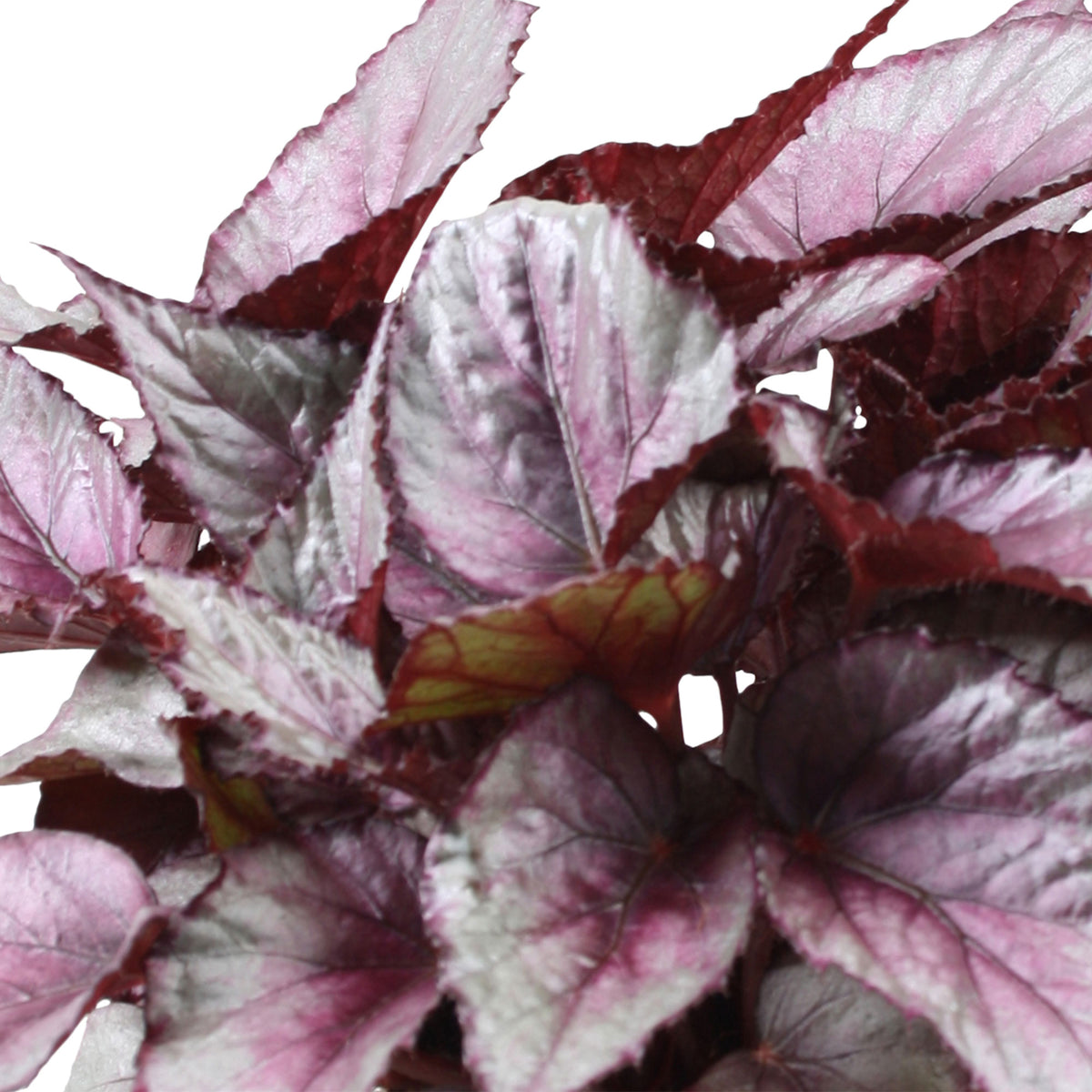Painted-leaf Begonia 'Maori Haze'