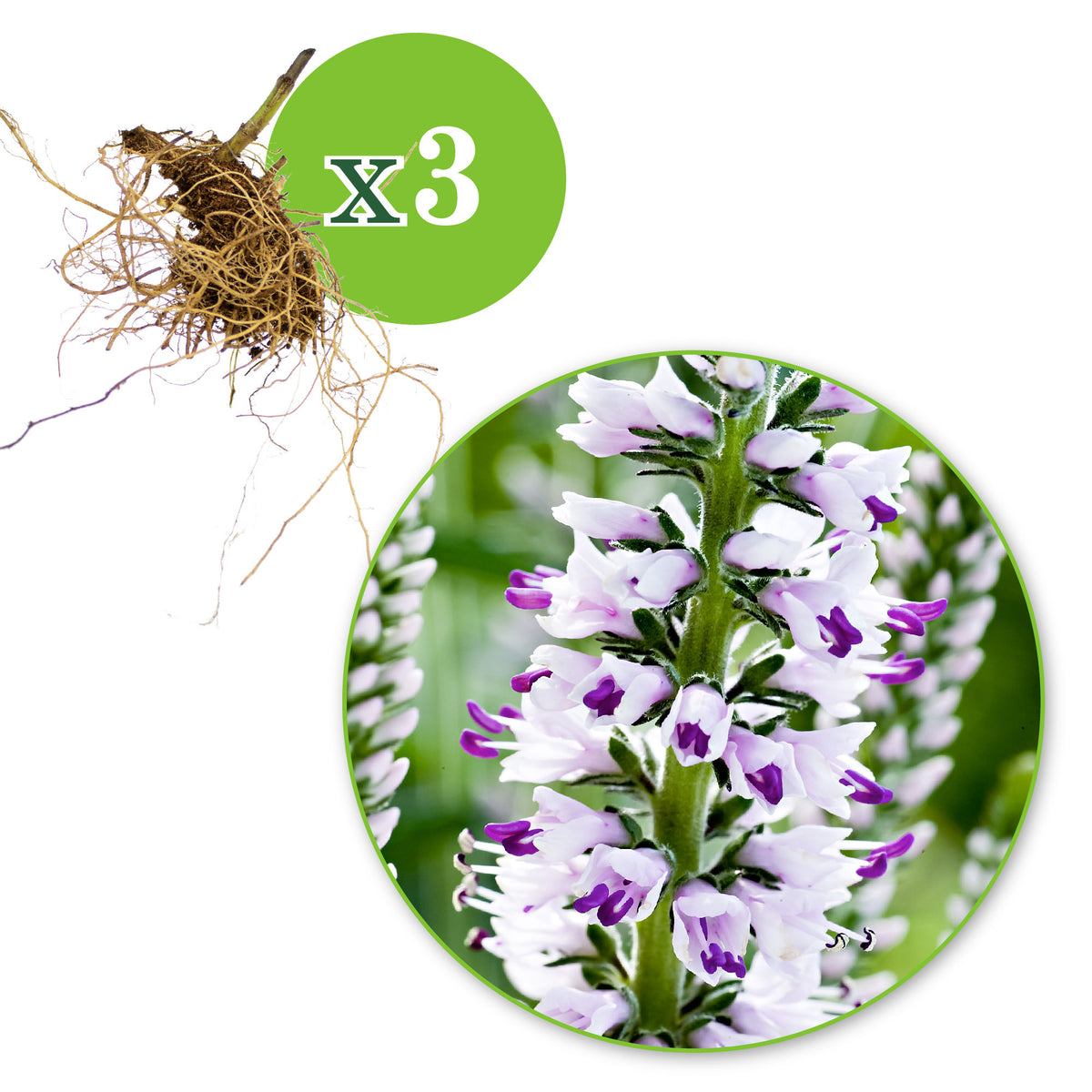 3x Speedwell Veronica 'Pink Eveline' purple-white - Bare rooted - Hardy plant