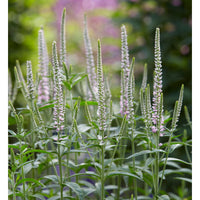 3x Speedwell Veronica 'Pink Eveline' purple-white - Bare rooted - Hardy plant