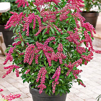 Japanese Pieris ‘Passion’® - Hardy plant