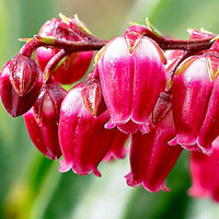 Japanese Pieris ‘Passion’® - Hardy plant