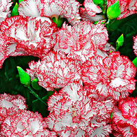 Dianthus 'Fantasy' Red-Pink