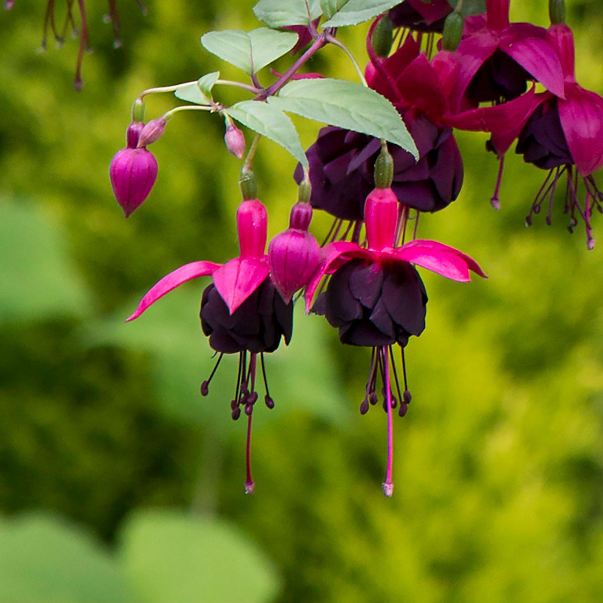 3x Double-flowered Fuchsia 'New Millenium' pink-purple