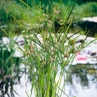 Umbrella plant  Cyperus alternifolius - Marsh plant, waterside plant