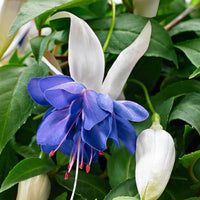 3x Double-flowered Fuchsia 'Blue Angel' white-purple