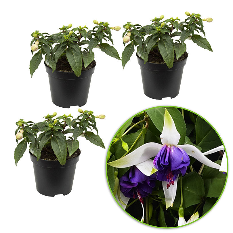 3x Double-flowered Fuchsia 'Blue Angel' white-purple