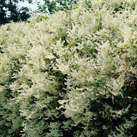 Bukhara fleeceflower Fallopia aubertii White - Hardy plant