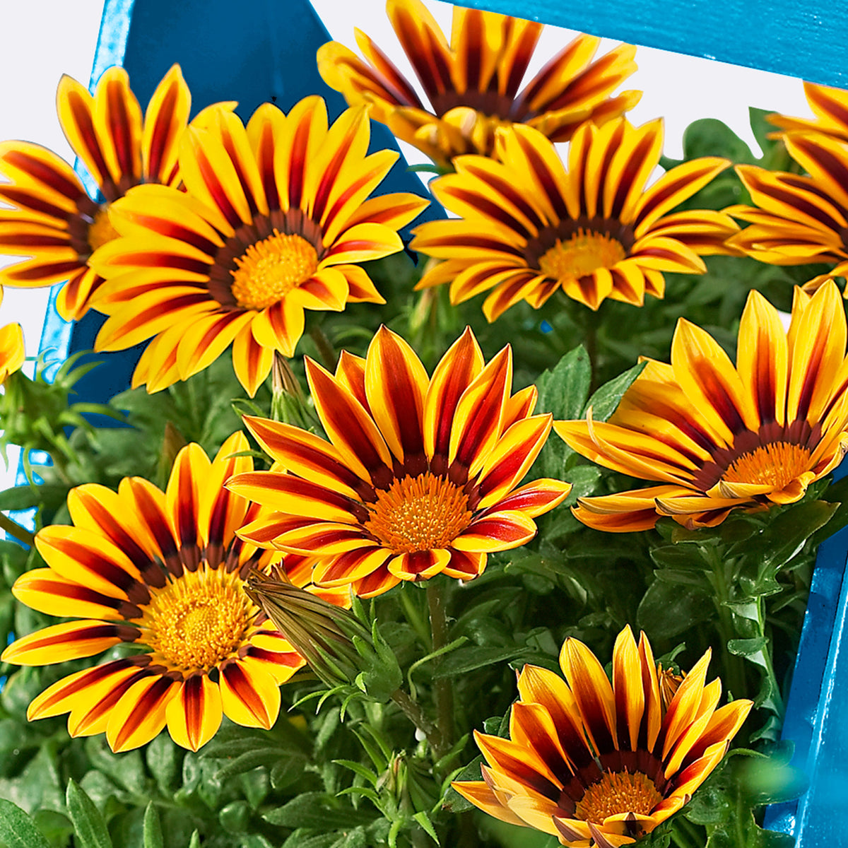 3x Gazania rigens Gazania 'Golden Flame' red-yellow
