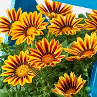 3x Gazania rigens Gazania 'Golden Flame' red-yellow